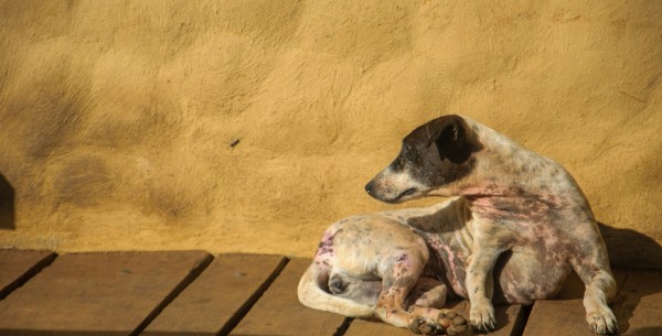 Leishmania: síntomas en mi perro y cómo prevenir esta enfermedad