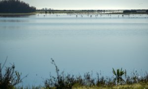 Imágenes del Parque Natural de Doñana, a 24 de enero de 2024, en Huelva, Andalucía (España).