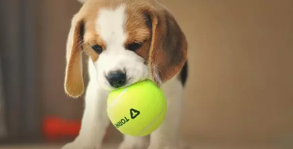 Beagles: carácter, características y cuidados