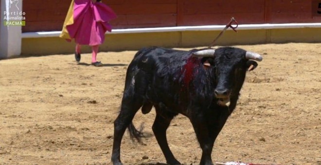 As aprenden los toreros a matar cras de vaca. /PACMA