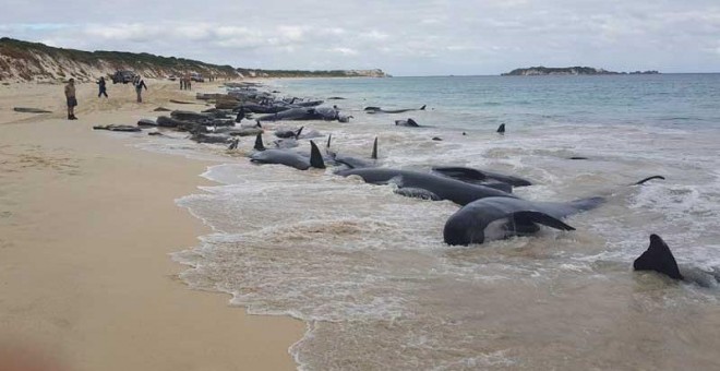 Una parte de las ballenas varadas en Australia. | REUTERS