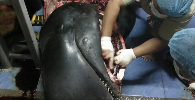 Imagen de la ballena muerta por haber tragado 80 bolsas de plástico. |  Thailand's Department of Marine and Coastal Resources.