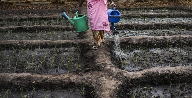 El arroz es la base de la alimentación en Guinea Bissau, uno de los países más pobres del mundo, y donde la empresa española AGROGEBA ha acapadado tierras. PEDRO ARMESTRE
