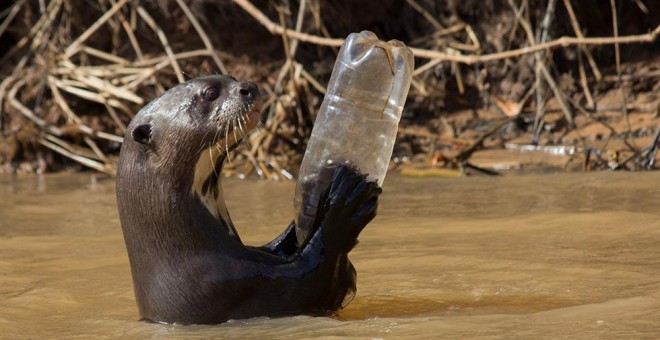 Una nutria gigante juega con una botella de plástico en Australia. WWF