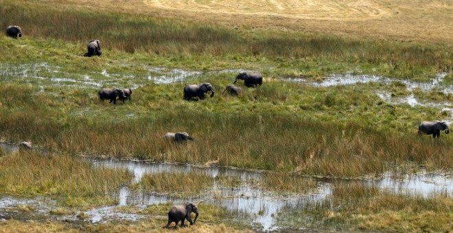 20/09/2018 - Una manada de elefantes pastando en una zona del noreste de Botswana, el 20 de septiembre de 2018 | REUTERS/ Siphiwe Sibeko