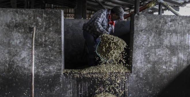 Un trabajador carga granos de café en una planta de procesamiento de café en Ciudad Bolívar, departamento de Antioquia, Colombia. (JOAQUIN SARMIENTO / AFP)