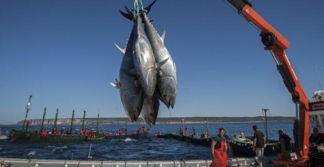 Marineros de Barbate (Cádiz) trabajan en la 'levantá' del atún rojo EFE/Román Ríos