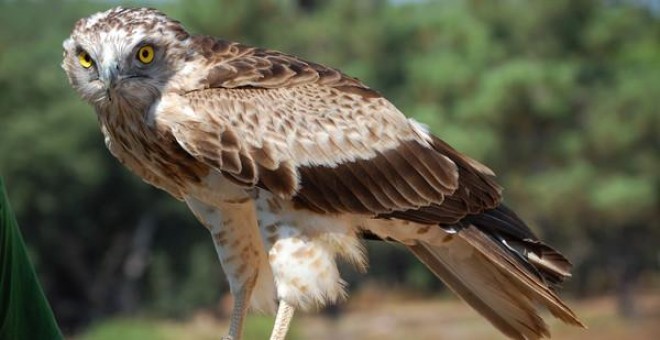 Águila culebrera / Wikipedia