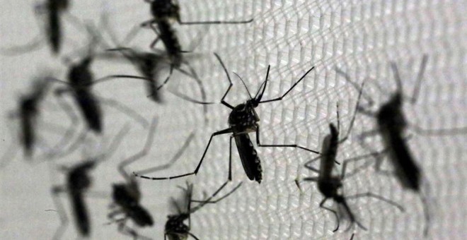 Un mosquito Aedes Aegypti, transmisor del virus Zika. EUROPA PRESS.