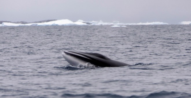 Una ballena en la Antártida. EFE