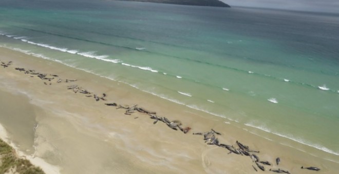 Ballenas piloto muertas en la costa de Rakiura (Nueva Zelanda)/ EFE