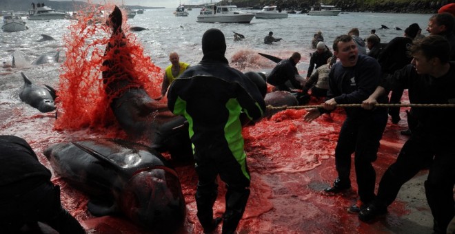 Imágenes de la tradicional festividad de Islas Feroe en la que se mata a 250 cetáceos. AFP/Andrija Ilic.
