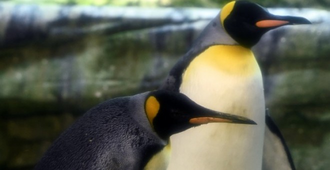 9 agosto 2019 - Ping y Skipper, una pareja de pingüinos macho en el zoo de Berlín, Alemania. / REUTERS