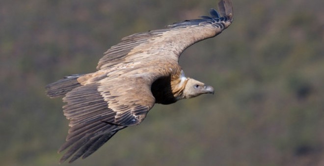 400.000 cigüeñas y rapaces, 750.000 aves marinas y varios millones de aves pequeñas confluyen en este lugar en su paso de Europa a África / © John Wright