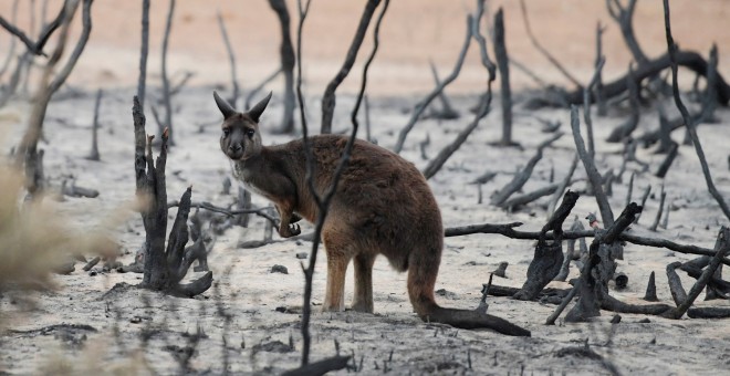 19/01/2020 - Un ualabí en un bosque quemado de la Isla Canguro (Australia). / REUTERS - TRACEY CERCA