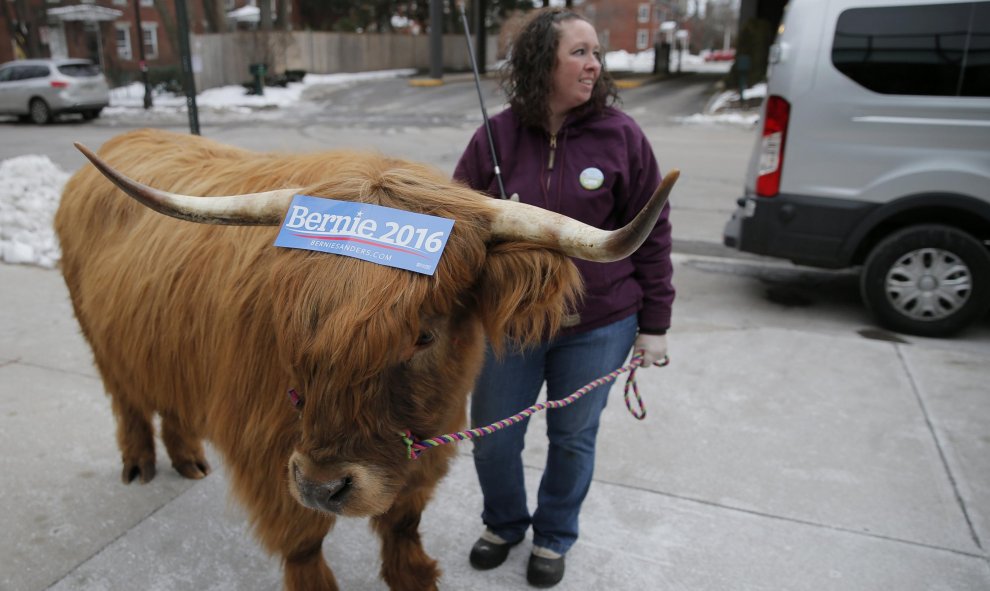 Un buey escocés lleva una pegatina electoral a favor del candidato demócrata presidencial de EEUU, Bernie Sanders, en el centro de Manchester, New Hampshire. REUTERS/Brian Snyder