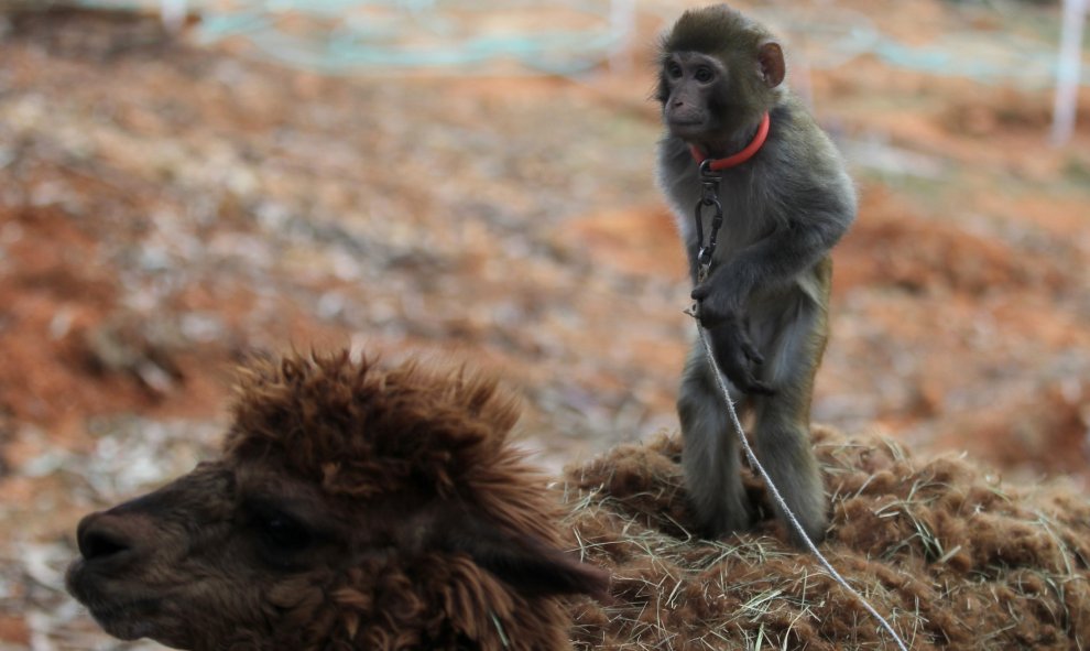 Un mono encima de una alpaca durante el Año Nuevo Chino del Mono, en el zoo de Kunming, provincia de Yunnan. REUTERS/Wong Campion