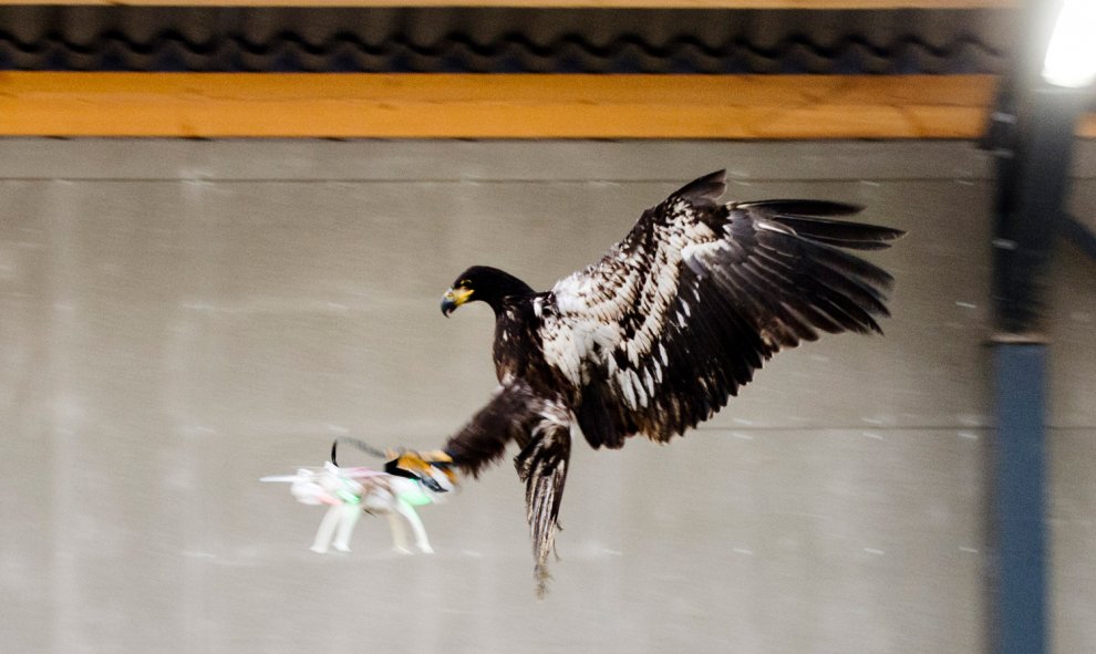 Un águila 'caza' un dron en Roterdam. Una iniciativa de la policía holandesa para evitar el vuelo de drones que pongan en riesgo al seguridad. / REUTERS