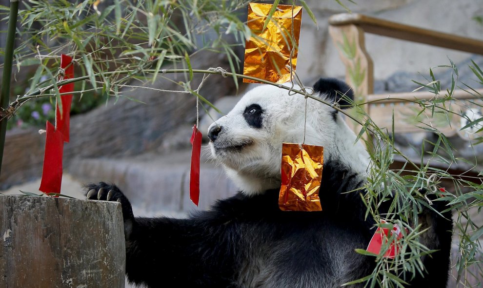 El panda Lin Hui observa atentamente los tradicionales paquetitos rojos de celebración del Año Nuevo chino en el zoo de Chiang Mai, en la provincia de Chiang Mai, al norte de Tailandia. EFE/Pongmanat Tasiri