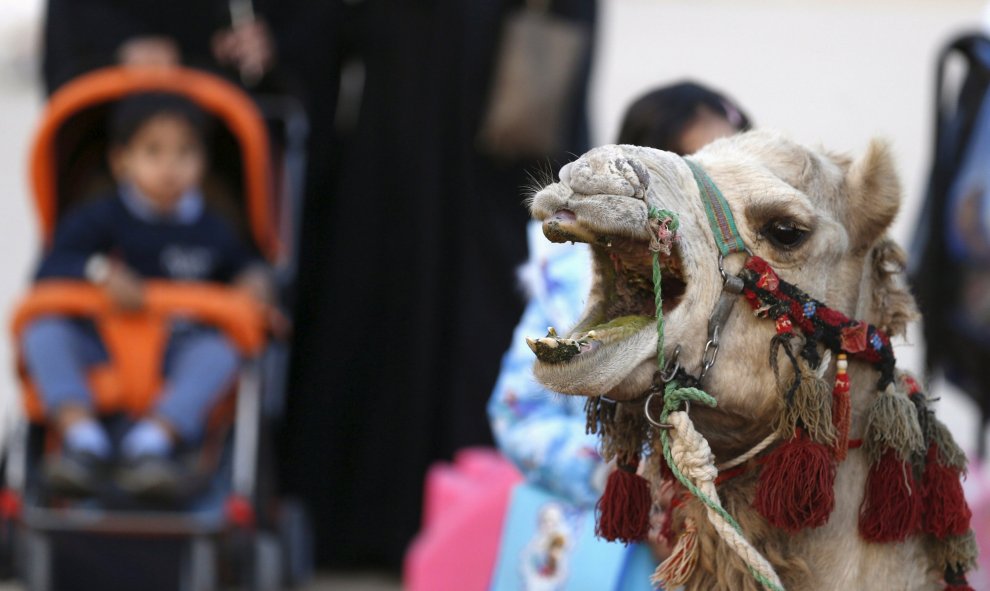 Un camello durante el Festival de la Cultura Janadriyah en las afueras de Riyad, Arabia Saudí. REUTERS/Faisal Al Nasser