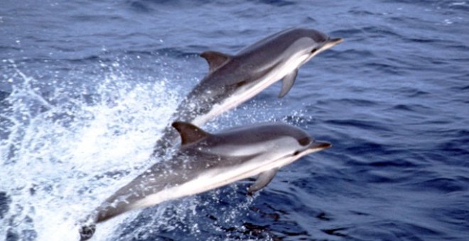 Delfines listados en el Mediterráneo.- A. AGUILAR/IRBIO-UB