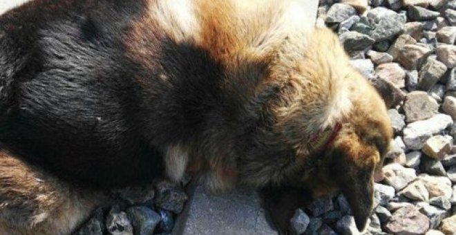 Aparecen 20 perros que murieron atados a la vía del tren. / PACMA