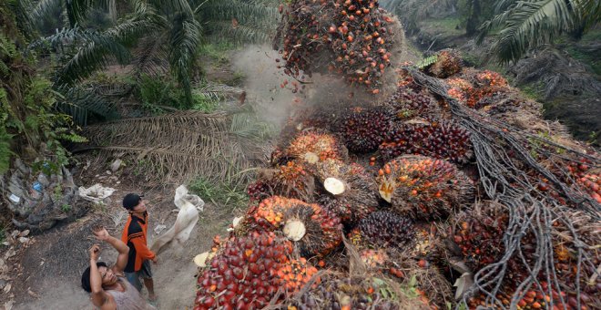 Trabajadores en los cultivos de palma en Indonesia. AFP