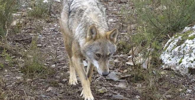 El lobo es una especie que la Directiva Europea Hábitats cataloga como "estrictamente protegida" - EFE