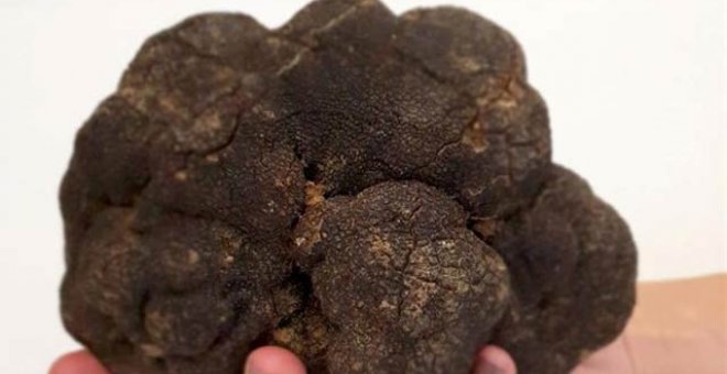 La trufa negra de 750 gramos de peso, "una de las más grandes encontradas en España". (EP)