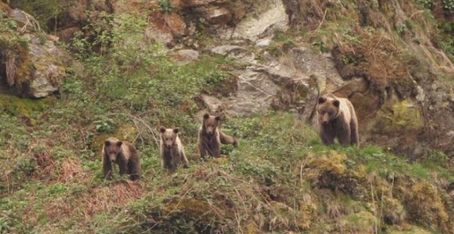 Aire Libre en abril: Doñana, osos y dehesas, a pesar del cambio climático