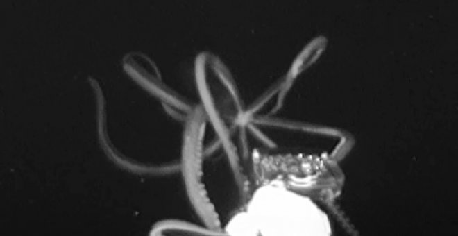 Un calamar gigante ataca el cebo (en primer plano) en el Golfo de México. /EDIE WIDDER Y NATHAN ROBINSON