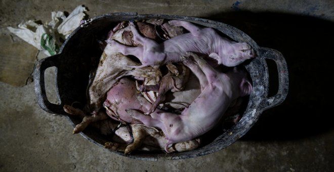 Mayo de 2019, granja de cerdos en España./ Aitor Garmendia