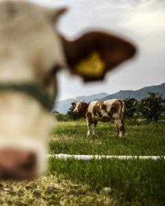 Vacas. AFP
