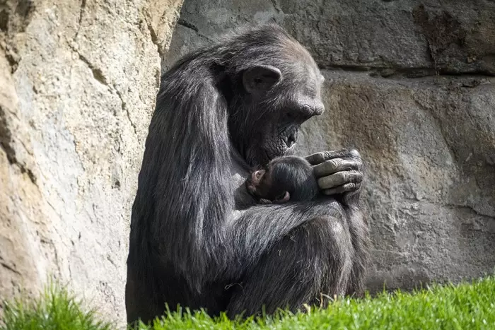 El duelo de una chimpancé en el zoo de València: lleva en brazos el cadáver de su cría desde hace dos meses
