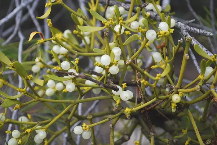 El muérdago, una planta navideña nociva para árboles y personas que abre una vía para tratar el cáncer