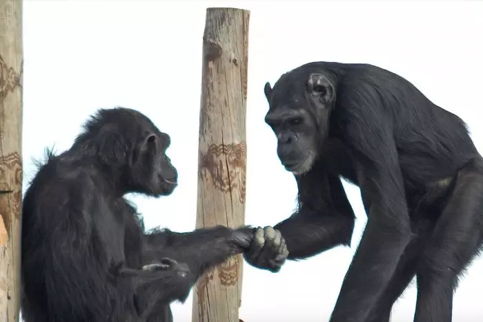 Los chimpancés no olvidan