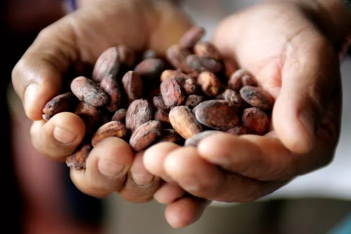 Las plantas de cacao africanas se quedan sin grano y se agrava la crisis mundial del chocolate