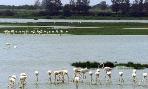 Bruselas no da más tiempo a España para explicar las medidas de cómo evitar los daños en Doñana. EFE/Miguel Vázquez