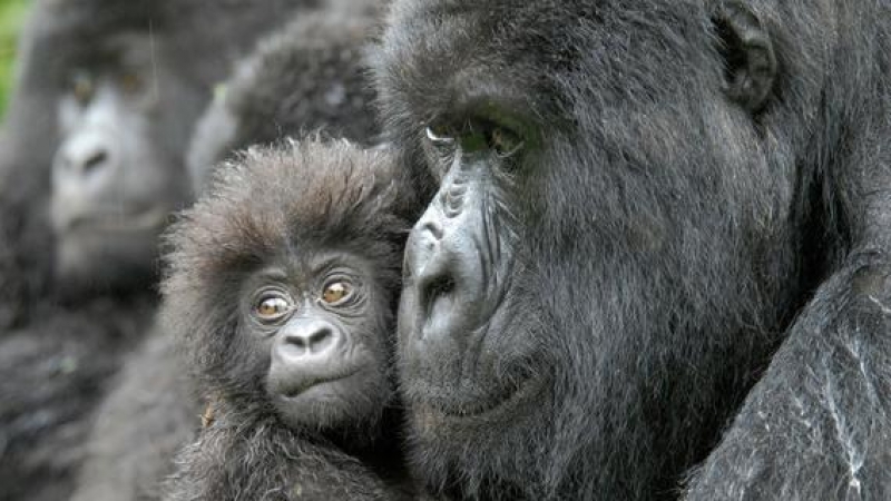 Una hembra de gorila junto a su cría de cuatro meses en la República Democrática del Congo. / Conservation International | Russell A. Mittermeier