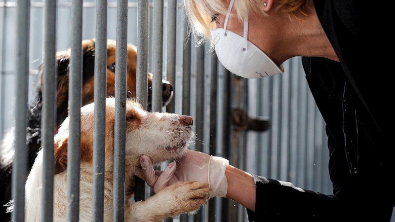 Una mujer protegida con guantes y mascarilla acaricia uno de los perros que se encuentran acogidos en las instalaciones de la perrera Ribamontes de Cheste, Valencia. EFE