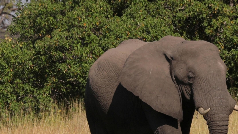 Un joven elefante es avistado en el delta de  Okavango, en Botswana. REUTERS/Mike Hutchings/File Photo