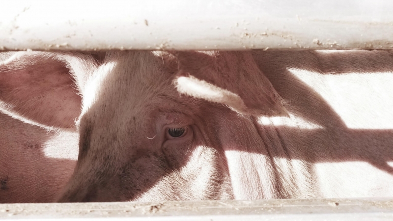 Un cerdo antes de ser asesinado en el matadero / EFAM