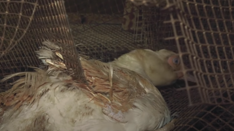 Captura de pantalla del vídeo de L214 donde se ve a uno de los patos que convive en la misma jaula con otros muertos. / L214