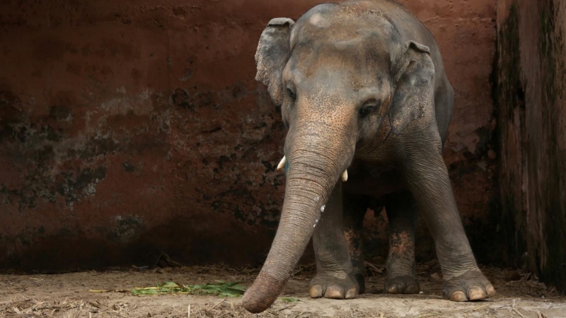 Kavaan se encuentra en su recinto en el zoológico de Marghazar en Islamabad. /Reuters