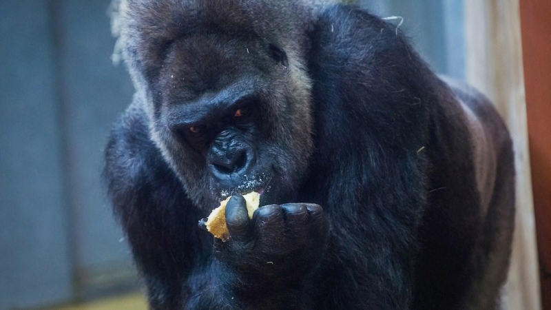 Imagen de archivo de un gorila en zoológico. EFE