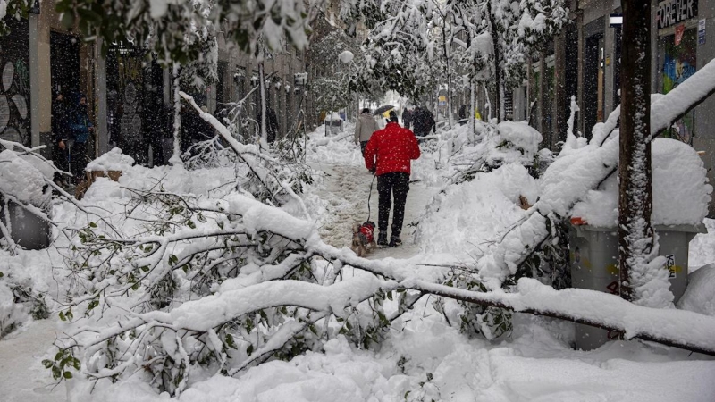 Varias personas pasean por la calle Fuencarral en Madrid, en la que numerosos árboles no han resistido el peso de la nieve.