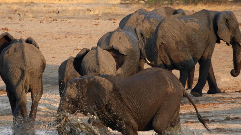 Una manada de elefantes.