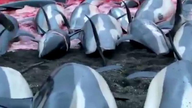 Imagen de la matanza de delfines de las Islas Feroe.