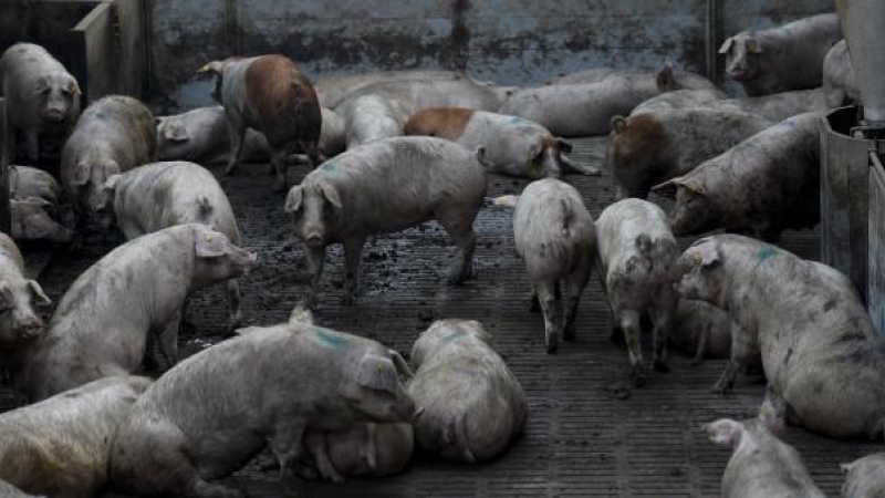 Una granja de cerdos de ganadería intensiva.