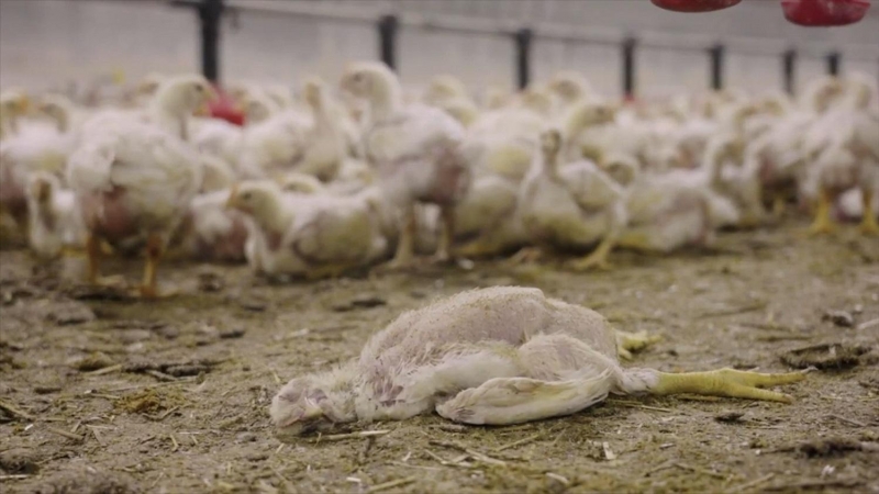 Imagen de un pollo de engorde en el suelo de una granja de Francia, proveedora del Grupo LDC.